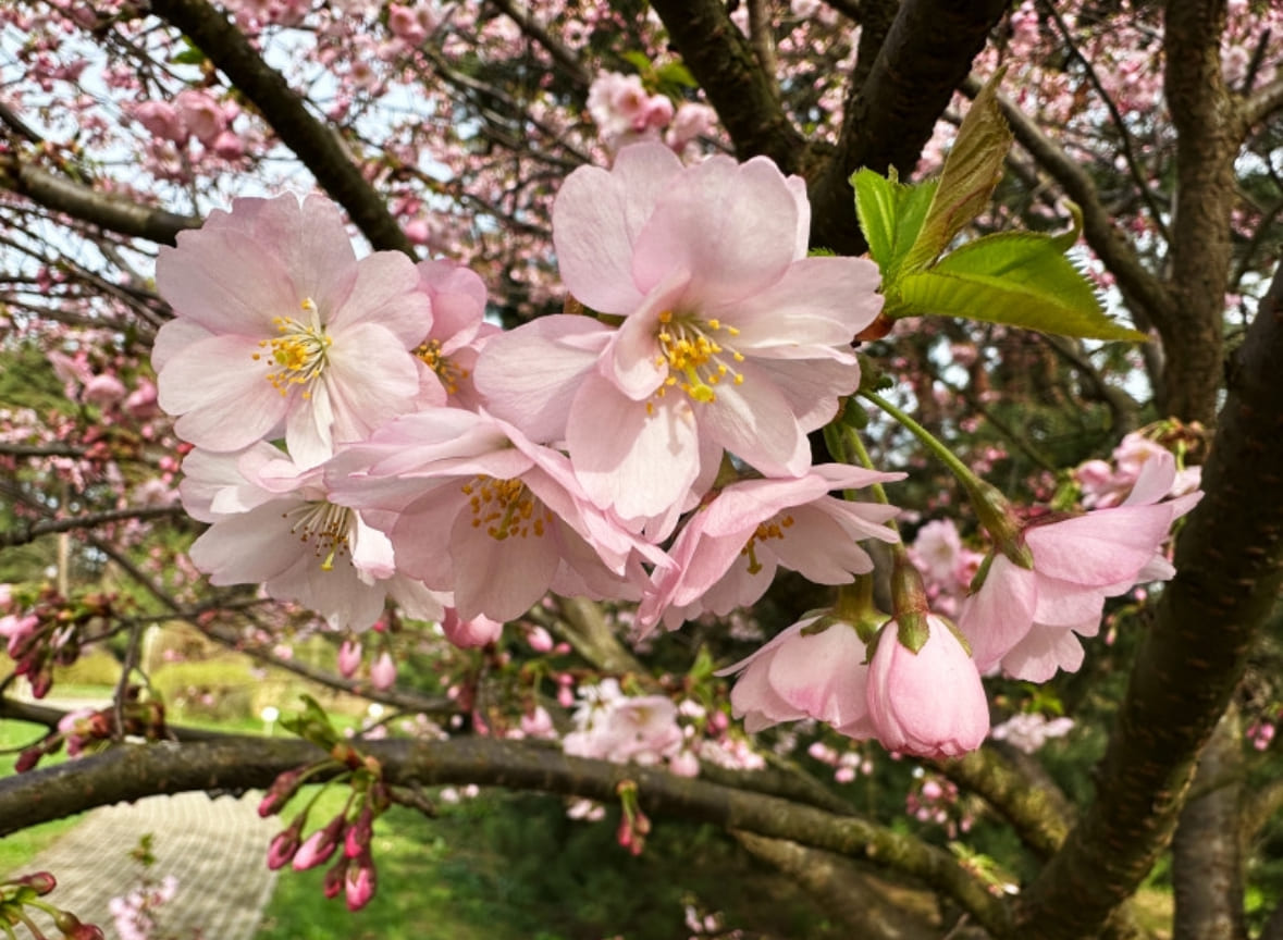 Неделя "Природа: деревья и кустарники". Цветение сакуры 